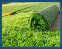 Artificial Grass